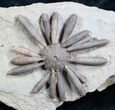 Gymnocidaris Urchin Fossil - Jurassic (ON EBAY) #5921-1